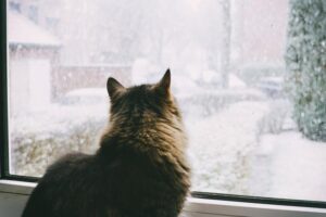 cat watching snow out of window