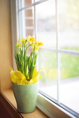 Green vase with spring daffodils on windowsil